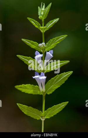 Scutellaire commune, marsh calotte, calotte, scutellaire (Scutellaria galericulata à capuchon), blooming, Allemagne Banque D'Images