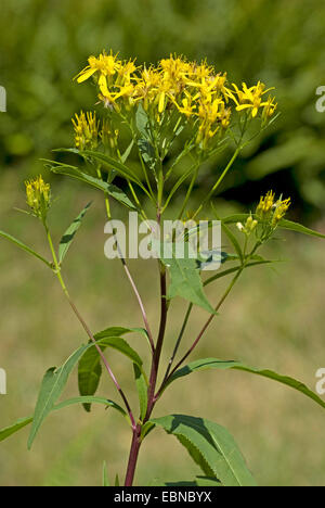 Bois alpin séneçon jacobée (Senecio ovatus ssp. alpestris), blooming, Suisse Banque D'Images