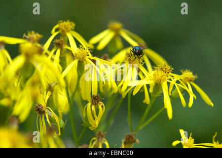 Bois alpin séneçon jacobée (Senecio ovatus ssp. ovatus), blooming, Allemagne Banque D'Images