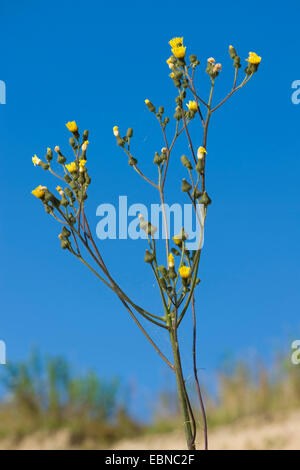 Le laiteron des marais (Sonchus palustris), la floraison, Allemagne Banque D'Images