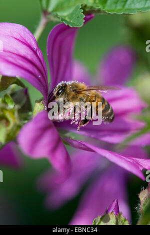 Mauve commune, mauve, bleu, mauve haut cheeseweed élevé (Malva sylvestris), fleur avec bourdon avec le pollen, Allemagne Banque D'Images