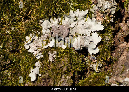 Parmelina tiliacea (lichen), sur l'écorce, Allemagne Banque D'Images