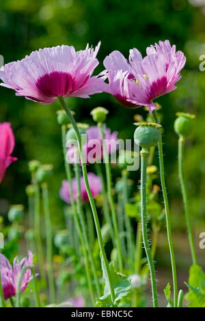 Du pavot à opium (Papaver somniferum), avec des fleurs et des fruits immatures Banque D'Images