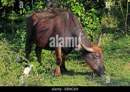Buffle d'Asie, wild water buffalo, carabao (Bubalus bubalis, Bubalus arnee), le pâturage, le Sri Lanka, parc national de Yala Banque D'Images