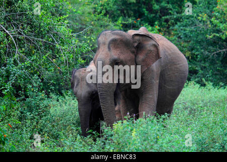 Sri Lanka, l'éléphant, l'éléphant d'Asie éléphant d'Asie (Elephas maximus, Elephas maximus maximus), vache, l'éléphant et le jeune animal debout dans le bosquet, le Sri Lanka, le parc national Udawalawe Banque D'Images