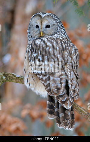 Chouette de l'Oural (Strix uralensis), femme à la fin de l'hiver, l'Allemagne, la Bavière Banque D'Images