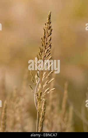 Siberian graybeard, le gel de l'herbe (Spodiopogon sibiricus), panicule Banque D'Images