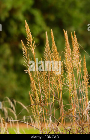 Siberian graybeard, le gel de l'herbe (Spodiopogon sibiricus), panicule Banque D'Images