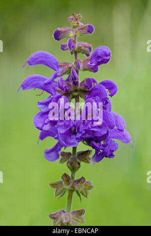 Meadow clary, meadow sauge (Salvia pratensis), fleurs, Allemagne Banque D'Images