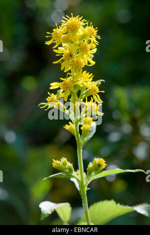 Verge d'or, Solidago virgaurea verge d'or (Solidago virgaurea subsp. minuta, minuta), la floraison, l'Allemagne, la Bavière Allgaeu, Banque D'Images