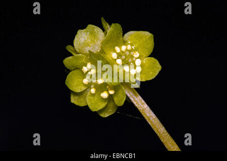 Politique moschatel Adoxa moschatellina, (muskroot), inflorescence, Allemagne, Rhénanie du Nord-Westphalie Banque D'Images