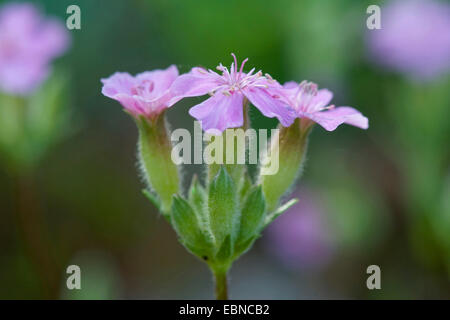 Saponaire cespiteuse (Saponaria caespitosa), fleurs Banque D'Images