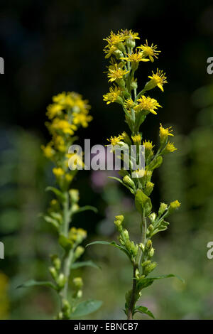 Verge d'or, Solidago virgaurea verge d'or (Solidago virgaurea subsp. minuta, minuta), la floraison, l'Allemagne, la Bavière Allgaeu, Banque D'Images