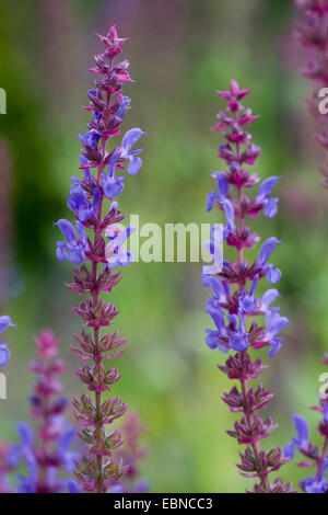 Sage forestiers des Balkans, Clary, bois sauge (Salvia nemorosa), blooming Banque D'Images