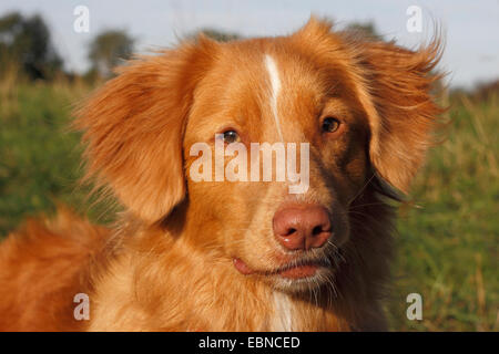 Nova Scotia Duck Tolling Retriever (Canis lupus f. familiaris), portrait, Allemagne Banque D'Images