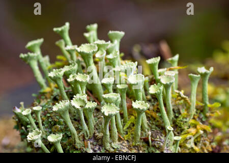 Cup lichen Cladonia (spec.), Plusieurs sur une pierre, en Allemagne, en Bavière, Oberbayern, Haute-Bavière Banque D'Images