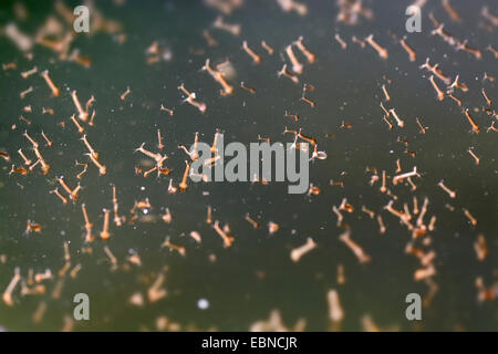 Chambre moustique, maison commune du nord, moustiques, gnat commune chambre gnat (Culex pipiens), larves de moustiques sous la surface de l'eau, l'Allemagne, Rhénanie du Nord-Westphalie Banque D'Images