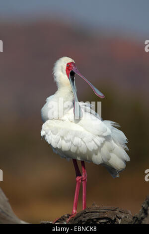 Spatule d'Afrique (Platalea alba), debout sur un arbre avec une loi, Afrique du Sud, le Parc National de Pilanesberg Banque D'Images