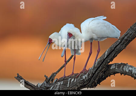 Spatule d'Afrique (Platalea alba), deux spatules debout sur un arbre mort, Afrique du Sud, le Parc National de Pilanesberg Banque D'Images