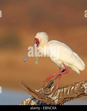 Spatule d'Afrique (Platalea alba), debout sur le bois mort avec une loi, Afrique du Sud, le Parc National de Pilanesberg Banque D'Images