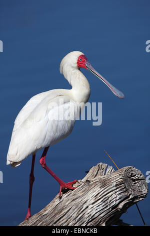 Spatule d'Afrique (Platalea alba), debout sur le bois mort , Afrique du Sud, le Parc National de Pilanesberg Banque D'Images