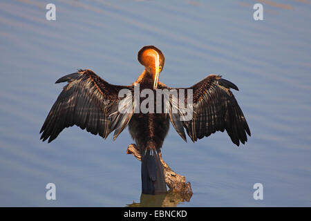 Dard d'Afrique Anhinga rufa), (assis sur un poteau et assèche les ailes, toilettage de plumage, Afrique du Sud, le Parc National de Pilanesberg Banque D'Images