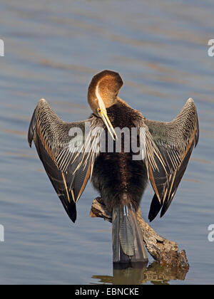 Dard d'Afrique Anhinga rufa), (assis sur un poteau et assèche les ailes, toilettage de plumage, Afrique du Sud, le Parc National de Pilanesberg Banque D'Images