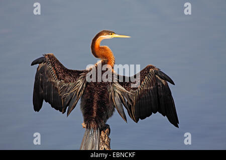 Dard d'Afrique Anhinga rufa), (assis sur un poteau et assèche les ailes, toilettage de plumage, Afrique du Sud, le Parc National de Pilanesberg Banque D'Images