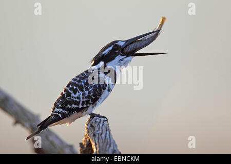 Moindre pied kingfisher (Ceryle rudis), homme assis sur une branche et de manger un poisson, Afrique du Sud, le Parc National de Pilanesberg Banque D'Images