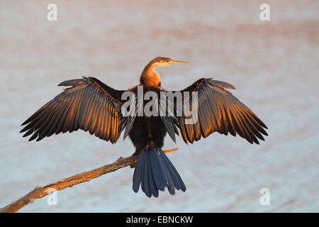Le dard de l'Afrique (Anhinga rufa), assis sur une branche morte et sèche les ailes, Afrique du Sud, le Parc National de Pilanesberg Banque D'Images