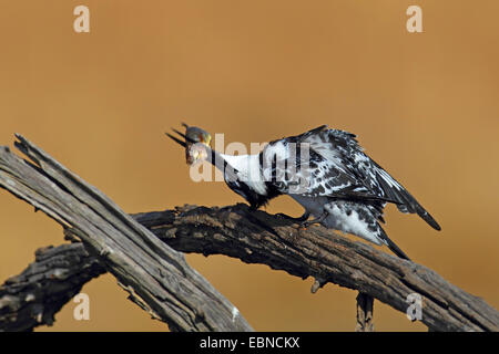 Moindre pied kingfisher (Ceryle rudis), homme assis sur une branche et de manger un poisson, Afrique du Sud, le Parc National de Pilanesberg Banque D'Images