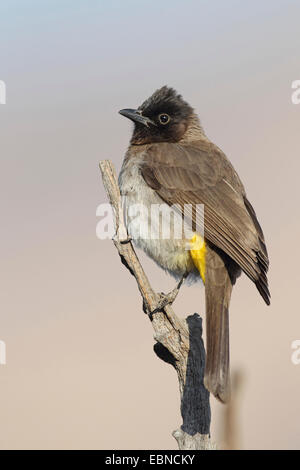 Jardin commun, bulbul Pycnonotus barbatus bulbul (), assis sur le bois mort, l'Afrique du Sud, le Parc National de Pilanesberg Banque D'Images