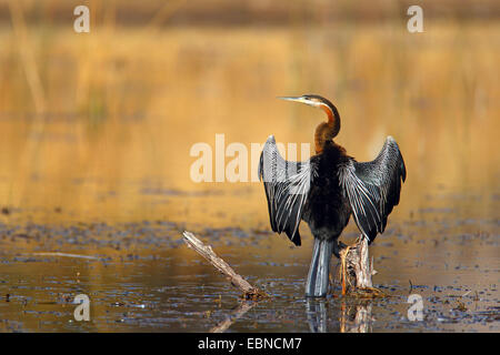Dard d'Afrique Anhinga rufa), (assis sur un poteau et assèche les ailes, toilettage de plumage, Afrique du Sud, le Parc National de Pilanesberg Banque D'Images
