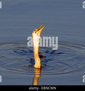 Le dard de l'Afrique (Anhinga rufa), d'avaler un poisson, Afrique du Sud, le Parc National de Pilanesberg Banque D'Images