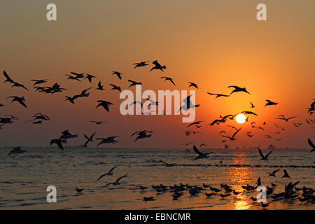 Skimmer Rynchops niger (noir), troupeau de écumoires noires battant au coucher du soleil, USA, Floride Banque D'Images