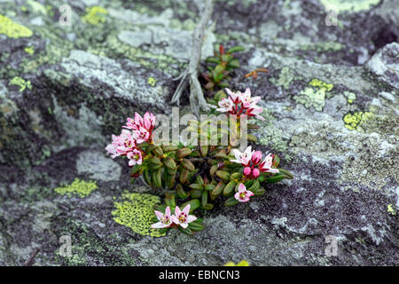 Alpine azalea, l'azalée (Loiseleuria procumbens), qui fleurit dans les crevasses, l'Autriche, Roma, le Parc National de Nockberge Banque D'Images