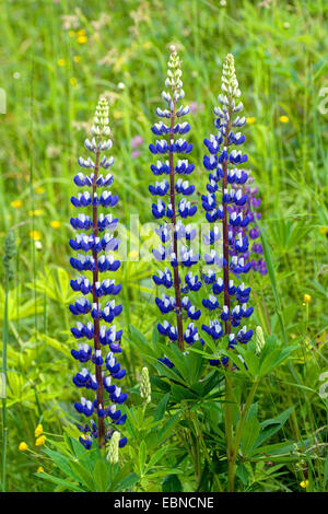 L'lupin, beaucoup de lupin à feuilles, jardin lupin (Lupinus polyphyllus), la floraison, l'Autriche, Roma, le Parc National de Nockberge Banque D'Images