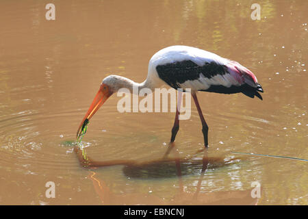 Stork (Mycteria leucocephala peint, Ibis leucocephalus), la capture de proies, le Sri Lanka, parc national de Yala Banque D'Images