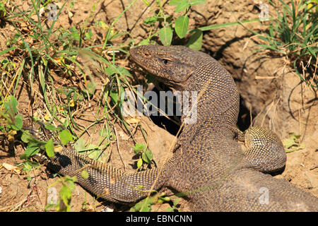 Moniteur du Bengale indien, moniteur, moniteur commun (Varanus bengalensis), portrait, Sri Lanka, parc national de Yala Banque D'Images