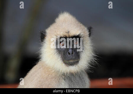 Entelle gris touffetée (Semnopithecus priam), portrait, Sri Lanka, parc national de Yala Banque D'Images