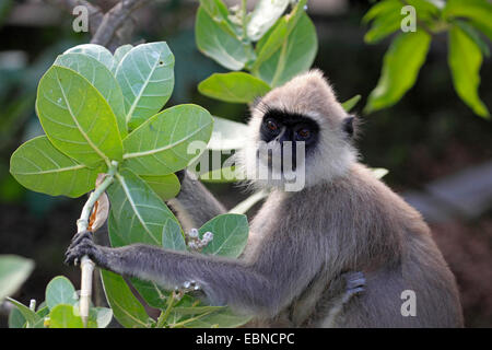 Entelle gris touffetée (Semnopithecus priam), assis sur un arbre, le Sri Lanka, parc national de Yala Banque D'Images