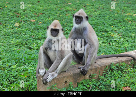 Entelle gris touffetée (Semnopithecus priam), assis sur un mur, au Sri Lanka, parc national de Yala Banque D'Images