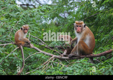 Toque macaque (Macaca sinica), animaux famille assis sur une branche, le Sri Lanka, le Parc National de Bundala Banque D'Images