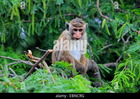 Toque macaque (Macaca sinica), assis sur une branche, le Sri Lanka, le Parc National de Bundala Banque D'Images