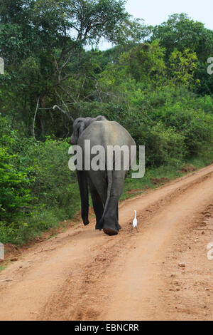 Sri Lanka, l'éléphant, l'éléphant d'Asie éléphant d'Asie (Elephas maximus, Elephas maximus maximus), à marcher ensemble avec un héron garde-boeuf sur un chemin , Sri Lanka Udawalawe National Park, Banque D'Images