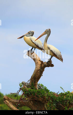 Pélican gris (Pelecanus philippensis), deux pélicans gris assis sur le bois mort, Sri Lanka Banque D'Images