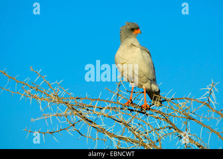 Chant-sombre Melierax metabates (Autour des palombes), sur une branche dans la lumière du soir, la Namibie, Etosha National Park Banque D'Images