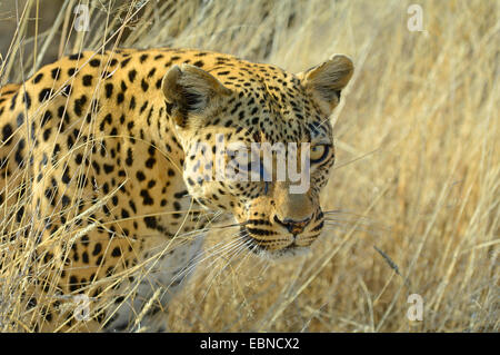 Leopard (Panthera pardus), portrait dans la lumière du matin, la Namibie, Etosha National Park Banque D'Images