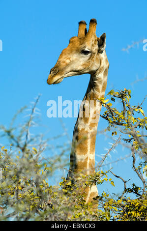 Girafe angolaise, fumée Girafe (Giraffa camelopardalis angolensis), portrait dans la lumière du soir, la Namibie, Etosha National Park Banque D'Images