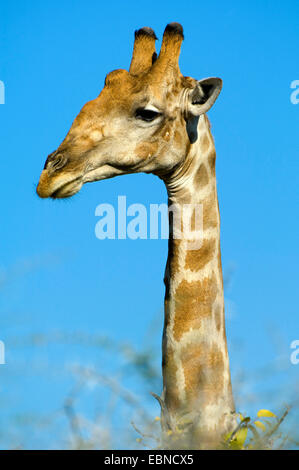 Girafe angolaise, fumée Girafe (Giraffa camelopardalis angolensis), portrait dans la lumière du soir, la Namibie, Etosha National Park Banque D'Images